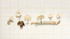 Marasmius dendrosetosus