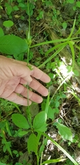Carex folliculata