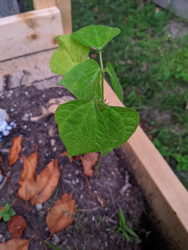 Vigna angularis iNat (3)