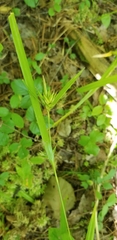 Carex folliculata