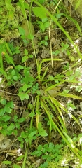 Carex folliculata