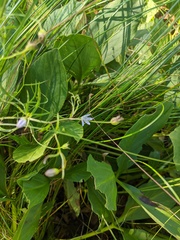 Campanula aparinoides