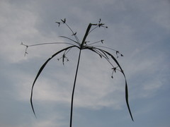 Cyperus laxus