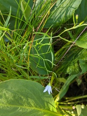 Campanula aparinoides