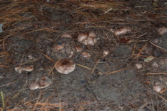 Tricholoma pessundatum