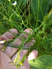 Campanula aparinoides