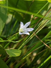 Campanula aparinoides