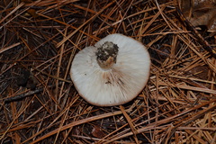 Tricholoma pessundatum