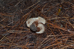 Tricholoma pessundatum