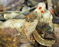 Marasmius ferruginoides