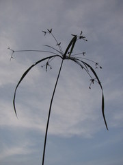 Cyperus laxus