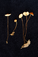 Marasmius ferruginoides