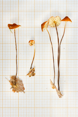 Marasmius ferruginoides