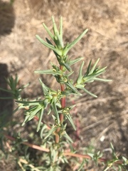 Salsola soda