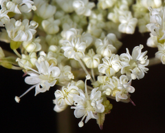 Perideridia parishii