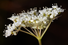 Perideridia parishii