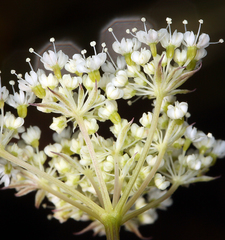Perideridia parishii