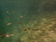 Ptychocheilus grandis