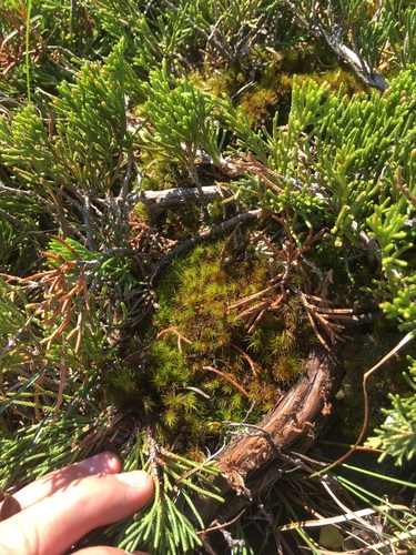 Dicranum brevifolium observed 2020-08-12