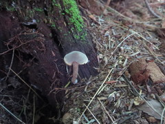 Agrocybe firma