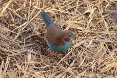 Uraeginthus bengalus