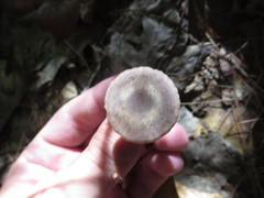 Agrocybe firma