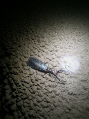 Acanthacorydalis asiatica