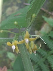 Witheringia solanacea