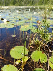 Eleocharis robbinsii