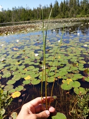 Eleocharis robbinsii
