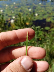 Eleocharis robbinsii