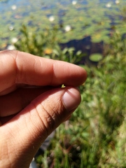 Eleocharis robbinsii