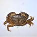 White-tipped Mud Crab - Photo (c) Russell Pfau, some rights reserved (CC BY-NC), uploaded by Russell Pfau