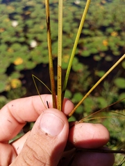 Eleocharis robbinsii