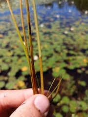 Eleocharis robbinsii