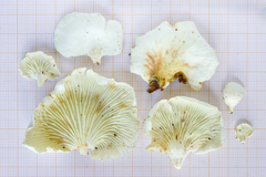 Neonothopanus hygrophanus