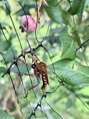 Diogmites basalis