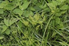 Cyperus hermaphroditus