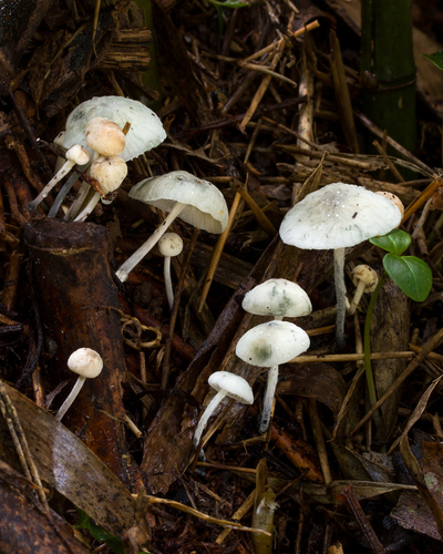 Tetrapyrgos atrocyanea