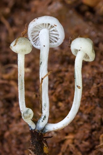 Tetrapyrgos atrocyanea