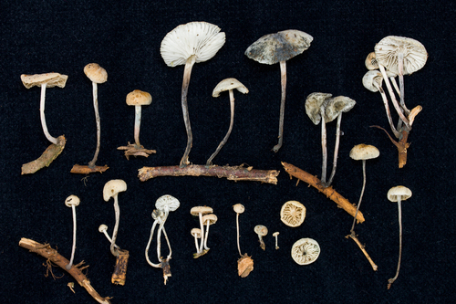 Tetrapyrgos atrocyanea