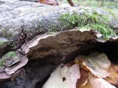 Dentocorticium portoricense