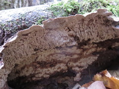 Dentocorticium portoricense