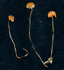 Marasmius hinnuleus
