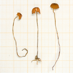 Marasmius hinnuleus