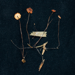 Marasmius brunneoaurantiacus