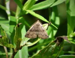 Phalaenostola eumelusalis