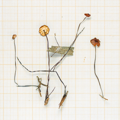 Marasmius brunneoaurantiacus