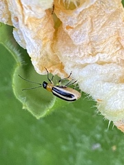 Acalymma gouldi
