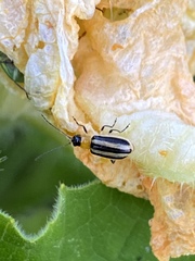 Acalymma gouldi